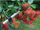 Устройство для сбора фруктов Fruit Picking Device (АКЦИЯ!)